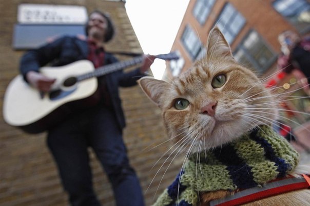 Джеймс Боуэн поет на улице в районе Ковент-Гарден в Лондоне. Рядом сидит его кот Боб. Боуэн написал книгу «Уличный кот по имени Боб», в которой рассказывается о его встрече с котом в то время, когда они оба были бездомными. 