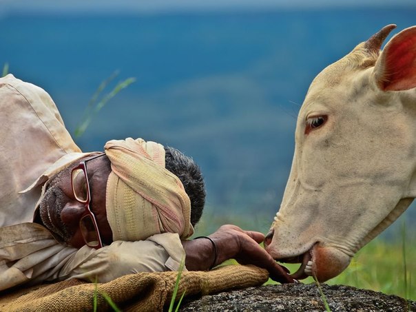 Спящий пастух и его корова, Индия.