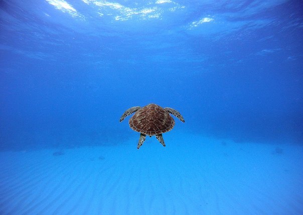 Заплыв с морской черепахой. 