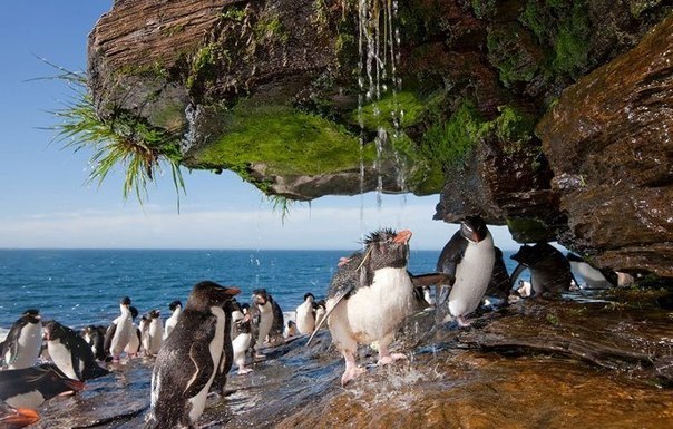 Пингвины принимают душ на Фолклендских островах.