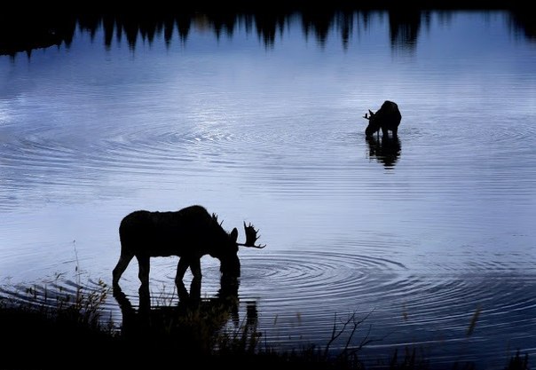 После заката лоси пришли к реке Снейк (штат Вайоминг, США), чтобы утолить перед сном жажду. 