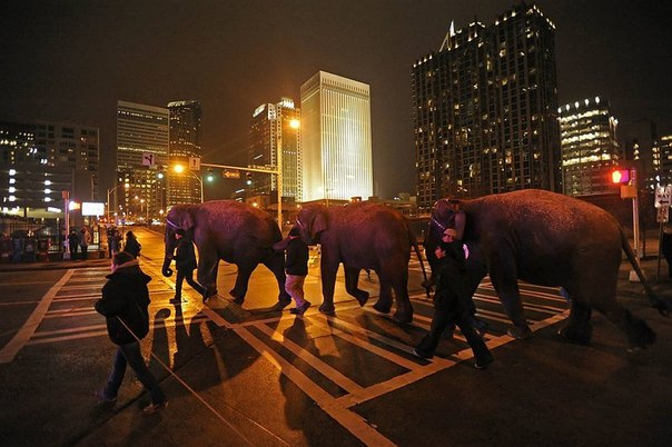 Группа слонов из цирка идет по улицам ночного города Шарлотт, США. 