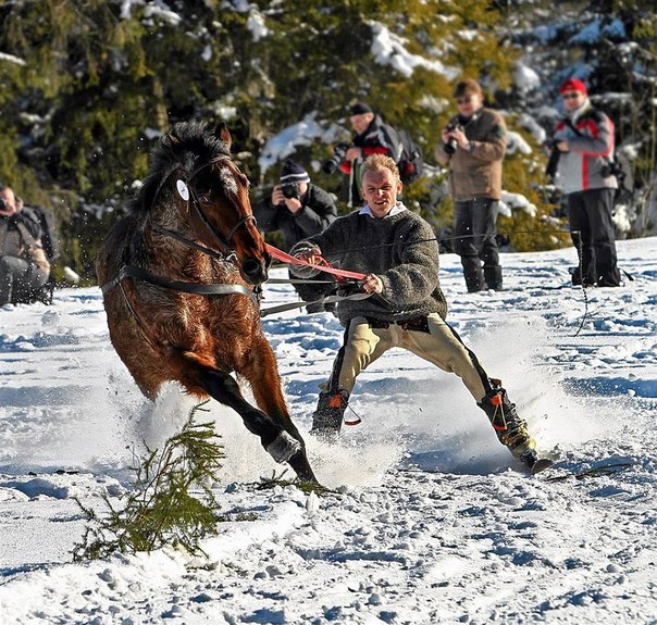 Интересные соревнования на польском горнолыжном курорте Мале-Чихе. Скачущие по снегу лошади тянут за собой людей на лыжах. 