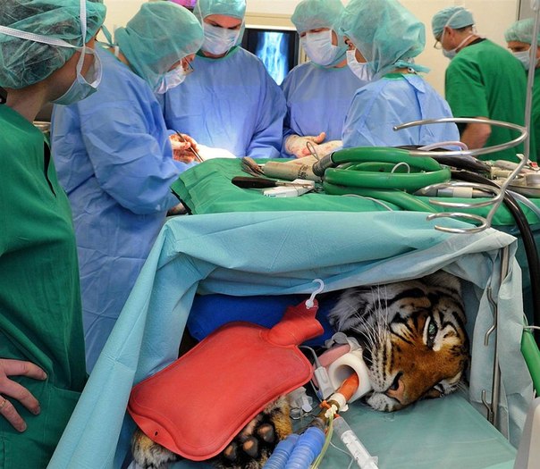 8-летняя тигрица получи искусственнтый тазобедренный сустав. Это первая операция такого рода в ветеринарной клинике при университете Лейпцига в Германии.