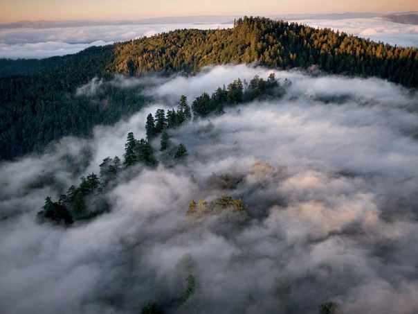 Покрывало прибрежного тумана в национальном парке Гумбольдта питает старых великанов, растущих по соседству с молодыми секвойями второй посадки. Из тумана секвойи получают более 30% необходимой влаги. 