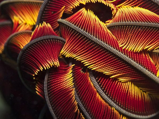Морская лилия, Новая Каледония.