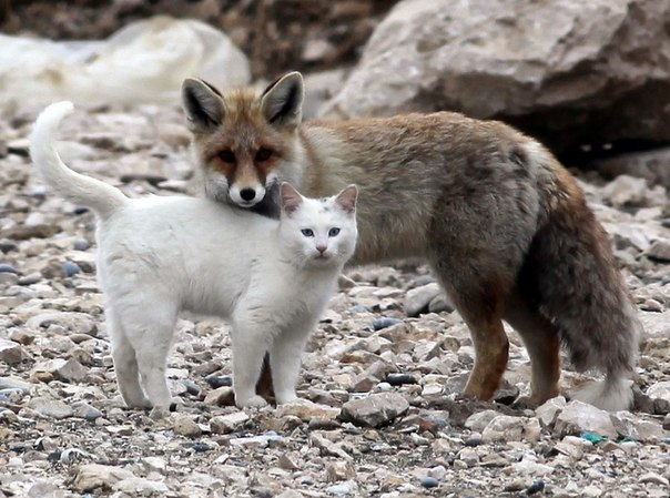 Дружба кота и лисицы