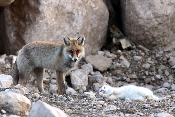 Дружба кота и лисицы