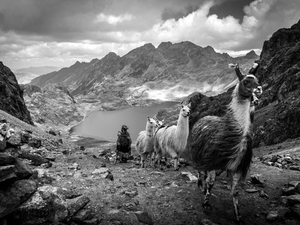 Пастух ведет лам на горном перевале в Перу.
