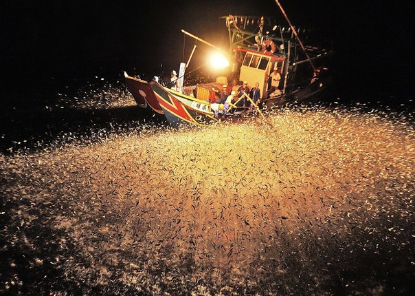 Рыбаки используют огонь, чтобы привлечь рыбу поближе к лодке. А ее здесь невероятно много! 