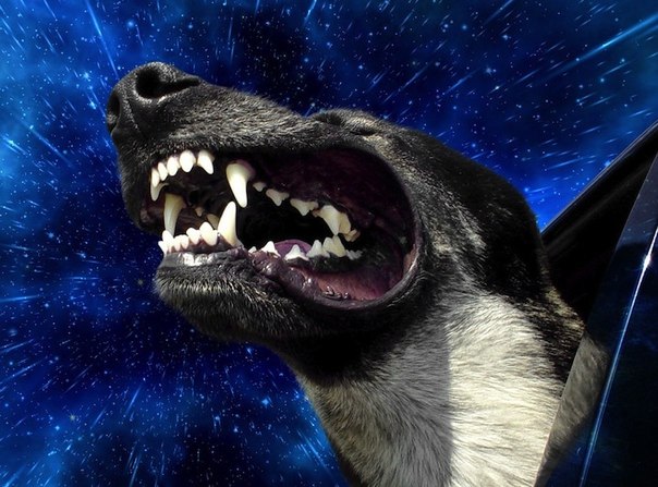 Блоггер Бенджамин Грелль (Benjamin Grelle) создал серию обработанных в фотошопе фотографий под названием Warp Dogs, на которой собаки, высовывающие головы из машин во время езды, выглядят так, словно они путешествуют сквозь пространство и время.