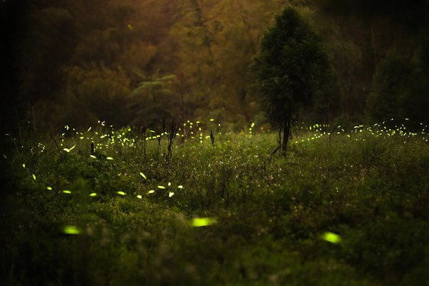 Светлячки в лесу