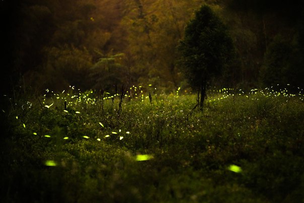 Светлячки, или светляки, это семейство жуков, характерной особенностью которых является наличие органов свечения. Больше всего их видов представлено в тропиках и субтропиках. Светлячки, в зависимости от видовой принадлежности, могут испускать различные световые сигналы: непрерывные, пульсирующие или отдельные вспышки. Ночью лес, в котором обитают эти жучки, превращается в чудесную световую инсталляцию – в нем загораются тысячи живых огоньков! Перед вами кадры волшебного леса, сделанные, в основном, на длинной выдержке.