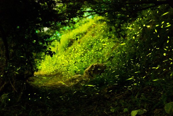 Светлячки, или светляки, это семейство жуков, характерной особенностью которых является наличие органов свечения. Больше всего их видов представлено в тропиках и субтропиках. Светлячки, в зависимости от видовой принадлежности, могут испускать различные световые сигналы: непрерывные, пульсирующие или отдельные вспышки. Ночью лес, в котором обитают эти жучки, превращается в чудесную световую инсталляцию – в нем загораются тысячи живых огоньков! Перед вами кадры волшебного леса, сделанные, в основном, на длинной выдержке.