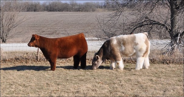 Плюшевые красавицы-коровы из Айовы