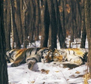 Амурский тигр Кучер отдыхает со своей спутницей Нюркой, село Гайворон, Приморский край. 