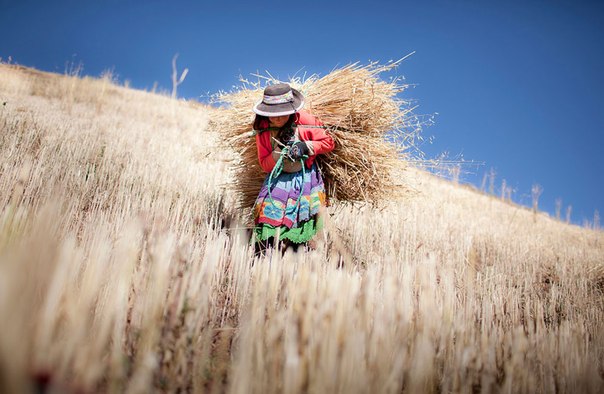 Сбор урожая ячменя в сельской местности в Андах. 
