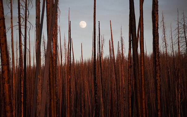 Молчаливый пейзаж после пожара. Снимок был сделан в национальном парке Йеллоустоун. 
