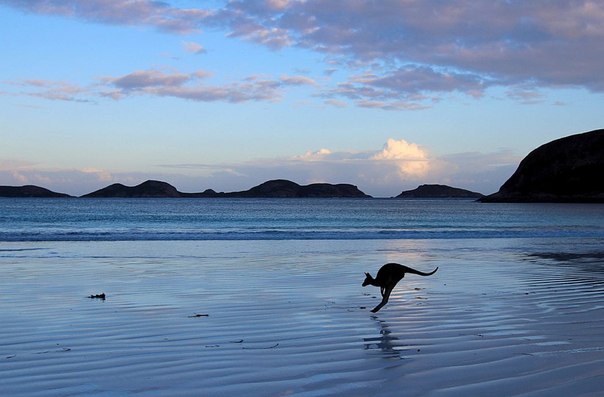Одинокий кенгуру на пляже в Эсперансе, Западная Австралия. 