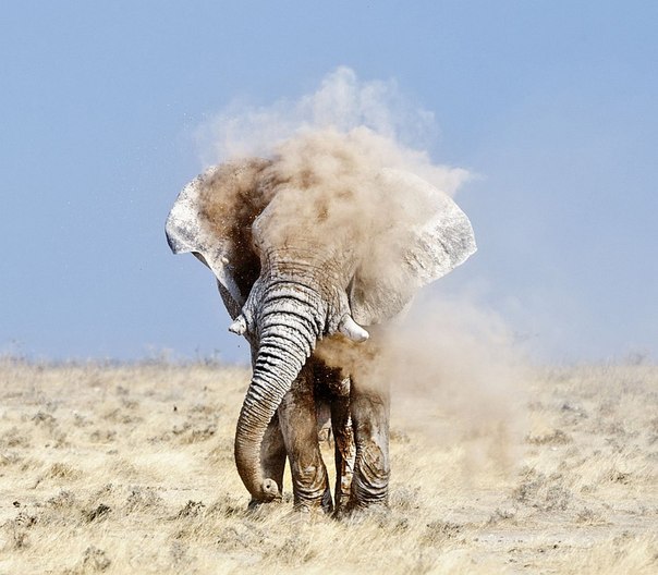 Африканский слон, Калахари, Южная Африка. 