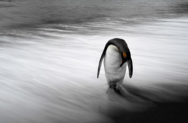 Пингвин стоит в прибрежной воде на острове Южная Георгия, южная Атлантика. Фото сделано с длинной выдержкой.