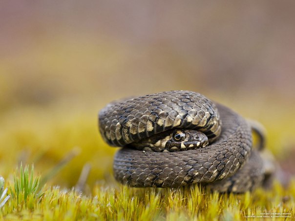 Маленькая змея, распространенная в северной Португалии.