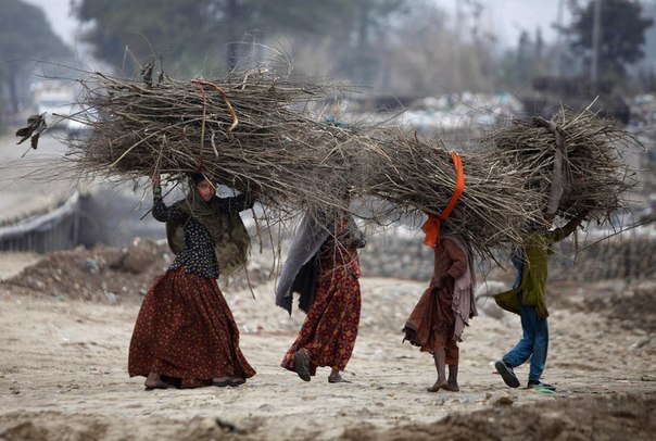 Индианки несут вязанки хвороста холодным утром на окраине Джамму, Индия.
