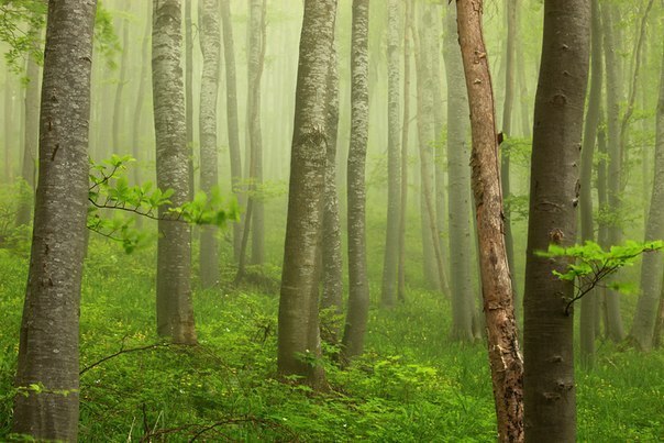Лес в Болгарии.