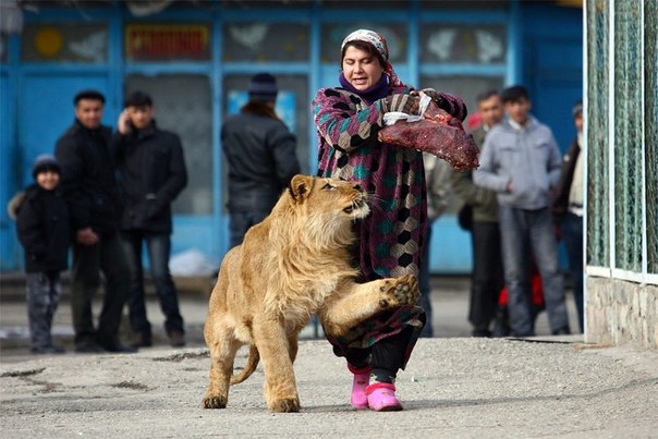 Сотрудница зоопарка в Душанбе с 18-месячным львом Вадиком.
