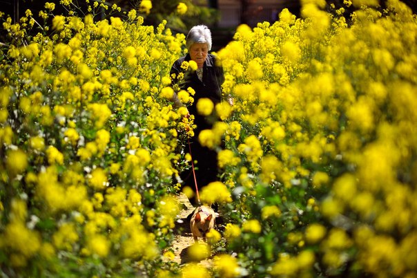 Восьмидесятилетняя женщина выгуливает свою собаку в Памплоне на севере Испании, 24 апреля 2013 года.