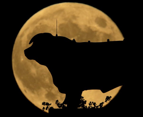 Полная Луна восходит в небе за статуей быка в Канзас-Сити, штат Миссури, 29 октября 2012 года.