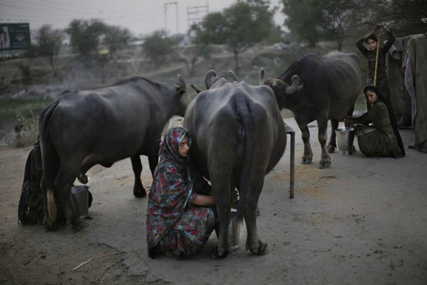 Женщины-кочевницы доят буйволиц на окраине Амритсара, Индия.