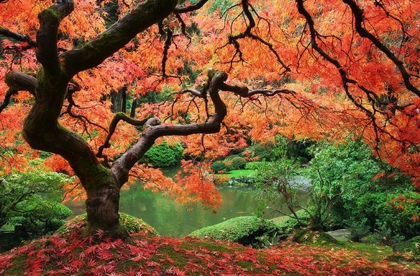 Японский сад в Портленде, штат Орегон, США.