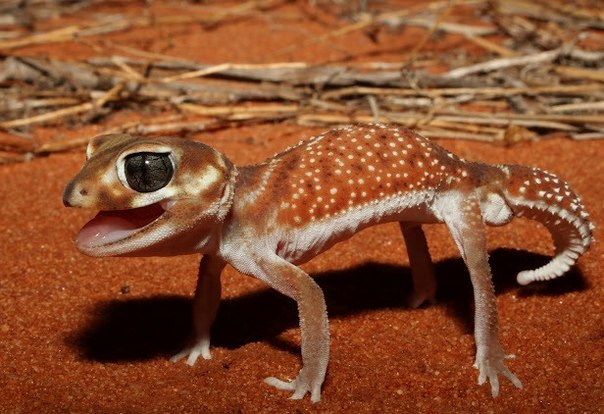 Шишкохвостый геккон, обитающий в каменистых пустынях Северо-Западной Австралии. 