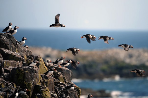 Каждые пять лет британский Национальный фонд (National Trust) проводит подсчёт тупиков на островах Фарн, которые располагаются у северо-восточного побережья Англии. Весной эти удивительные птицы возвращаются в места гнездования, чтобы вывести птенцов. В 2008 году подсчёт показал, что численность популяции тупиков сократилась на треть по сравнению с 2003 годом. Также существуют опасения, что на численности этих птиц могла отрицательно сказаться суровая зима. В марте волны вымыли на берег тысячи тупиков, погибших от холодных ветров, а прошлым летом норы многих птиц оказались затоплены паводком. Сейчас перед работниками Национального фонда стоит непростая задача по подсчёту тупиков, в процессе которого они засовывают руку в длинную нору, чтобы проверить, есть ли там птица. Результаты подсчёта будут известны в июле.