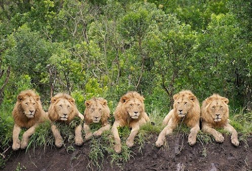 Львы отдыхают в зарослях национального парка Серенгети, Танзания. 