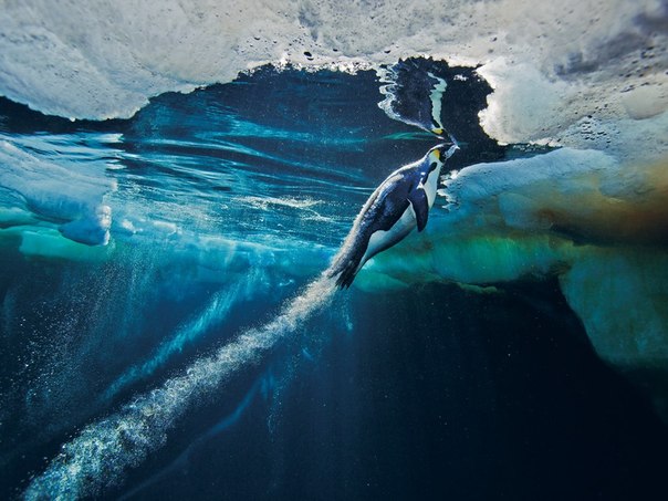 Пингвин несется к поверхности воды, чтобы выбраться на льдину.
