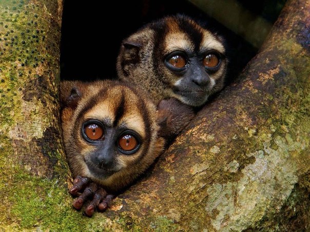 Ночные обезьяны — единственные активные по ночам обезьяны Нового Света. Они распространены в Центральной и Южной Америке, живут в семейных группах и питаются преимущественно плодами. Снимок сделан в национальном парке Ясуни, Эквадор.