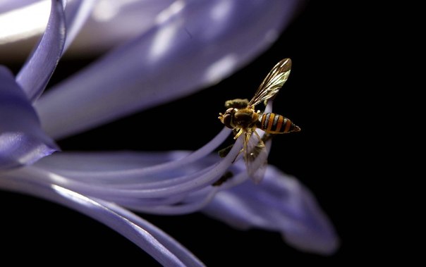 Пчела в поисках пыльцы на выставке Petal Madness в Ботаническом саду города Кито, Эквадор. 