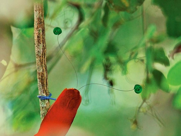 Королевская райская птица цепляется за лиану в тропическом лесу Новой Гвинеи. Ее яркие цвета и странные хвостовые перья должны привлекать самок.
