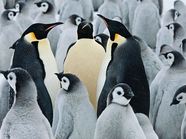 Пингвины.