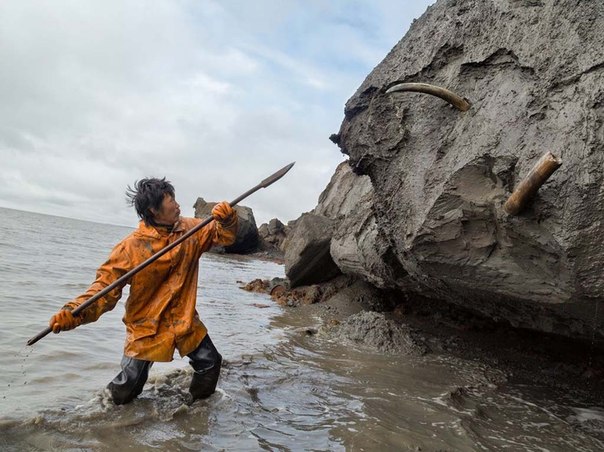Сибирский охотник Слава Долбаев использует копье, чтобы достать бивень мамонта из прибрежного ледяного утеса. На то чтобы достать один бивень, может уйти несколько часов или даже дней.