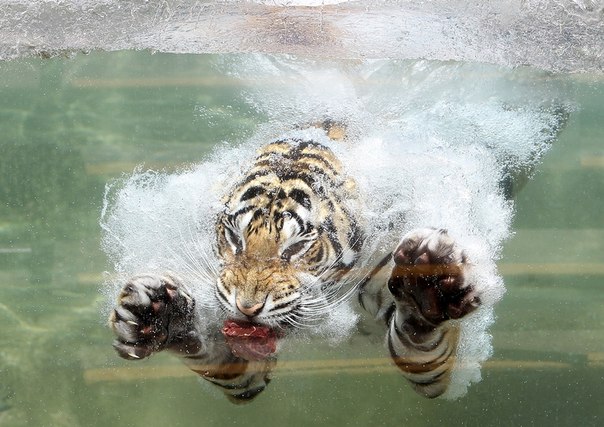 Бенгальский тигр по кличке Акаша ныряет в воду за куском мяса в зоопарке Вальехо, штат Калифорния, США. 