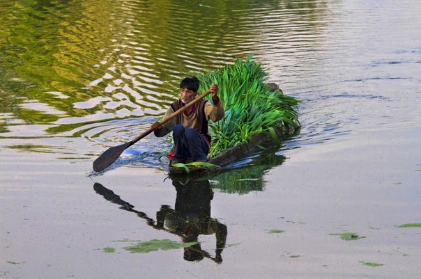 Человек плывет в лодке со свежескошенной травой для скота в Сринагаре, Индия. 