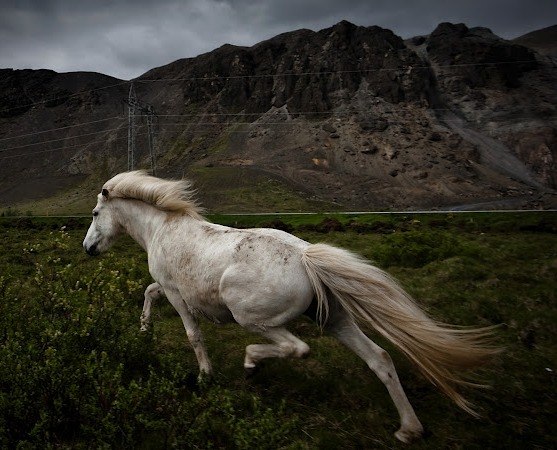 Johann Karlsson, автор фото: «Чтобы запечатлеть эту лошадь, мне пришлось догонять ее».
