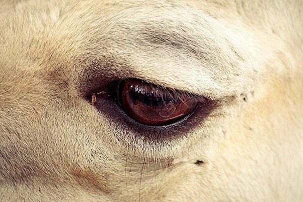 Глаза животных, живущих в зоопарке, в рамках фотопроекта Оскара Сьютата Caged - "Запертые" (или "Сидящие в клетках").