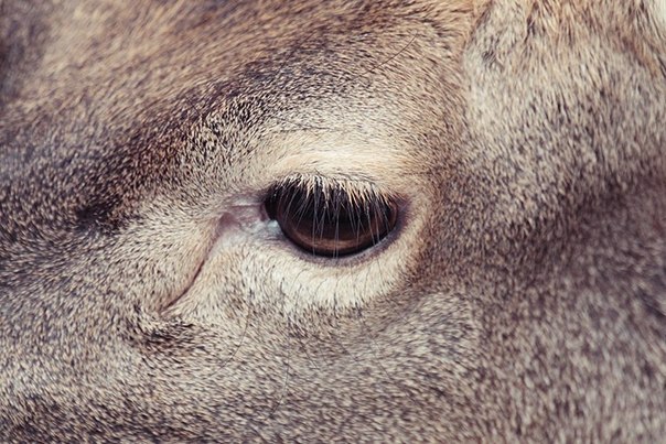 Глаза животных, живущих в зоопарке, в рамках фотопроекта Оскара Сьютата Caged - "Запертые" (или "Сидящие в клетках").