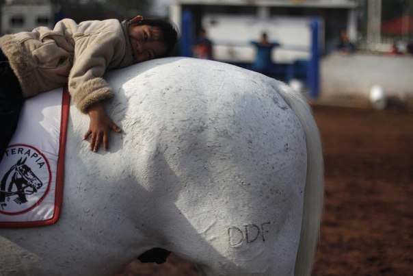 Департамент общественной безопасности города Мехико запустил программу лошадиной терапии для детей-инвалидов, страдающих от аутизма, церебрального паралича, различных травм мозга, эмоциональных расстройств и различных психических отклонений.