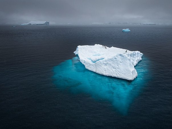 Пингвины на айсберге в Антарктиде. 