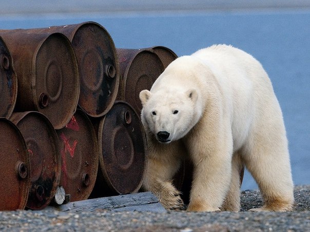 Когда вы прилетаете на арктическое побережье нашей страны, вас встречают бескрайние горы мусора и россыпи ржавых бочек до горизонта. На острове Врангеля среди проржавевших бочек с остатками топлива выросло не одно поколение белых медведей. 